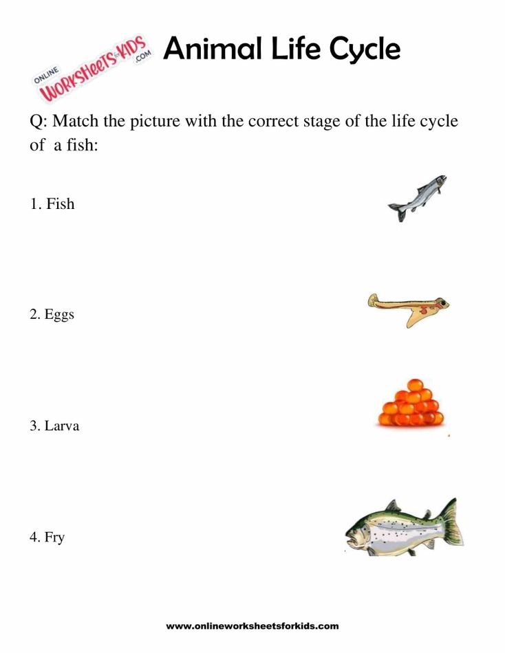Animal Life Cycle Worksheets For 1st Grade 10