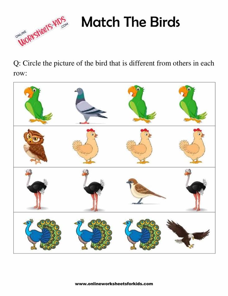 Identify Birds 5