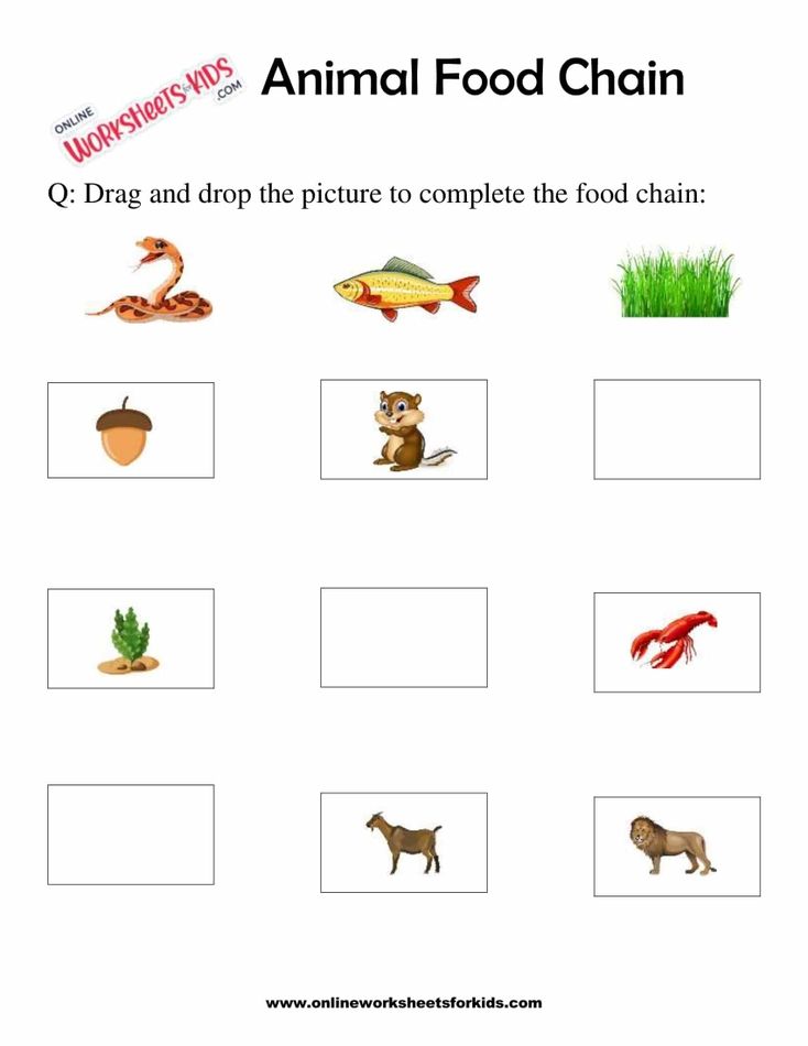 Animal Food Chain Worksheet For Grade 1-5