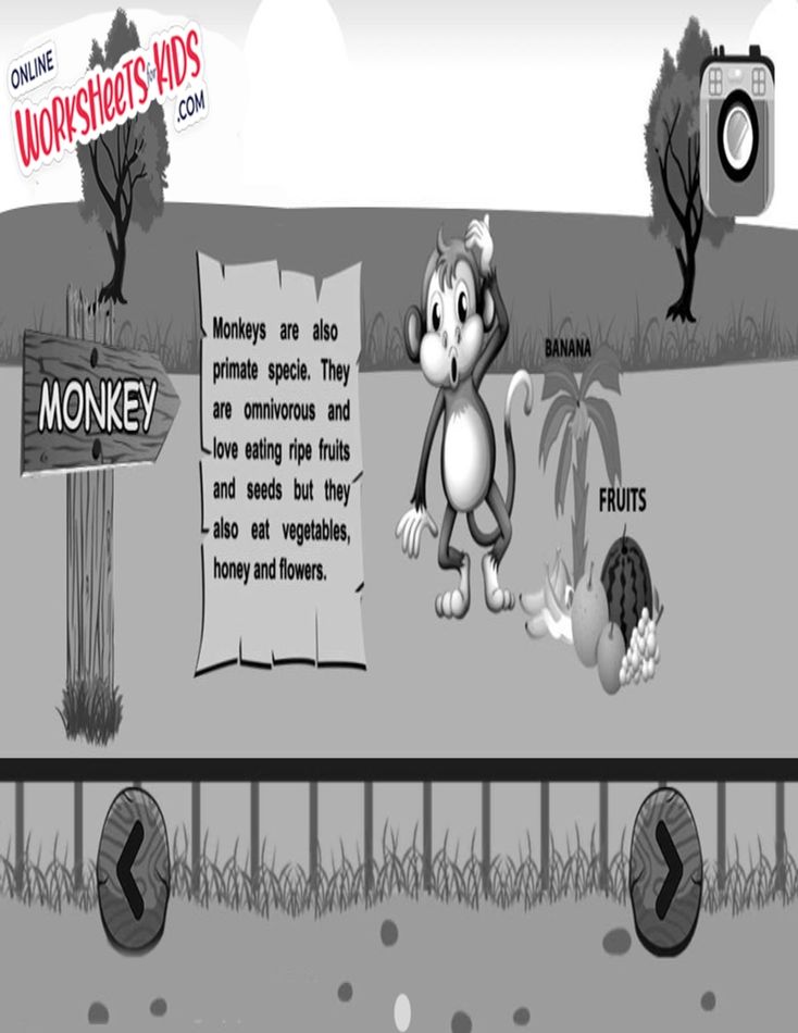 Monkey