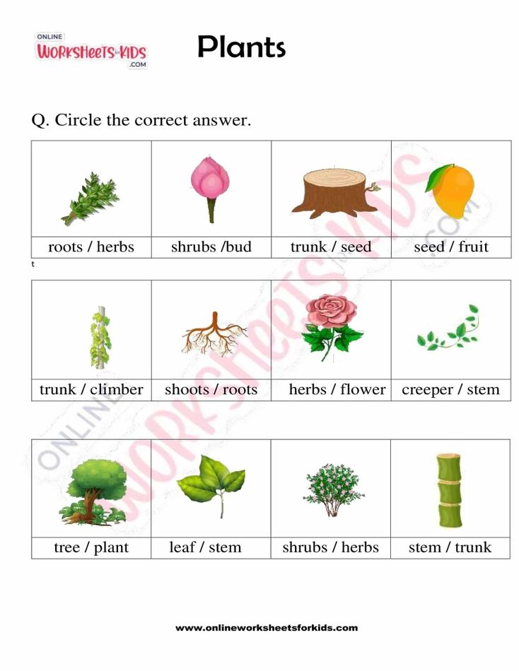 Plants 06