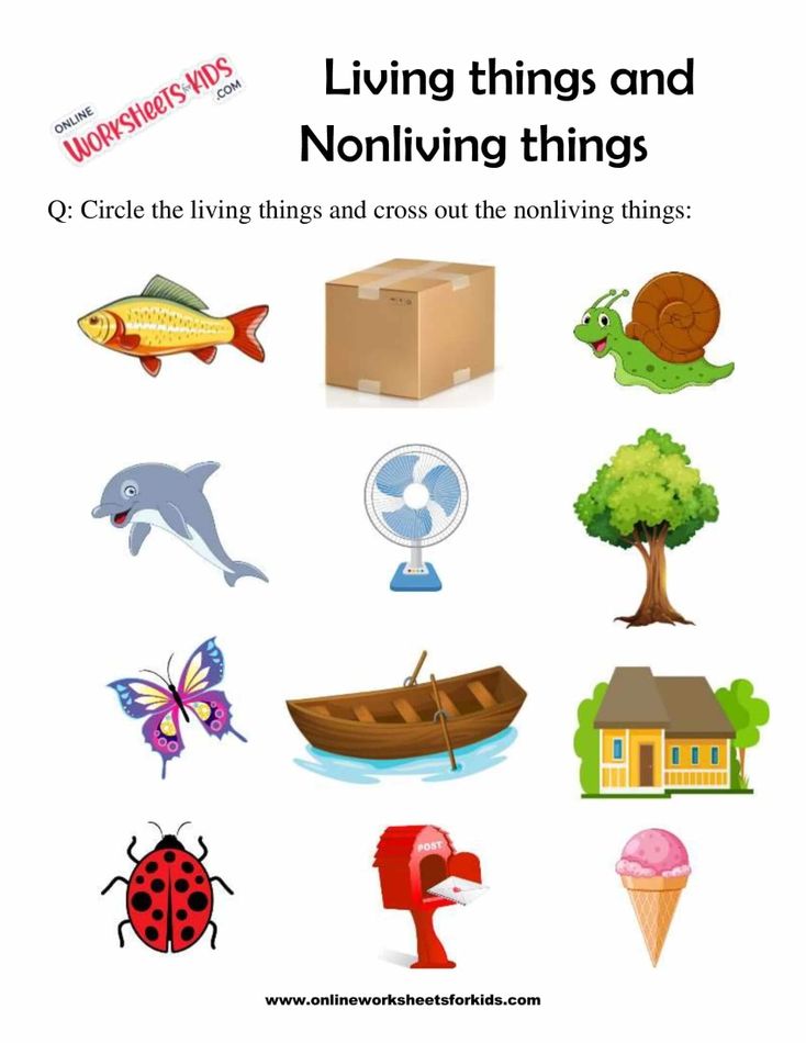 Living Things And Nonliving Things 5