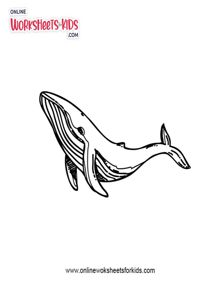 Blue Whale Coloring