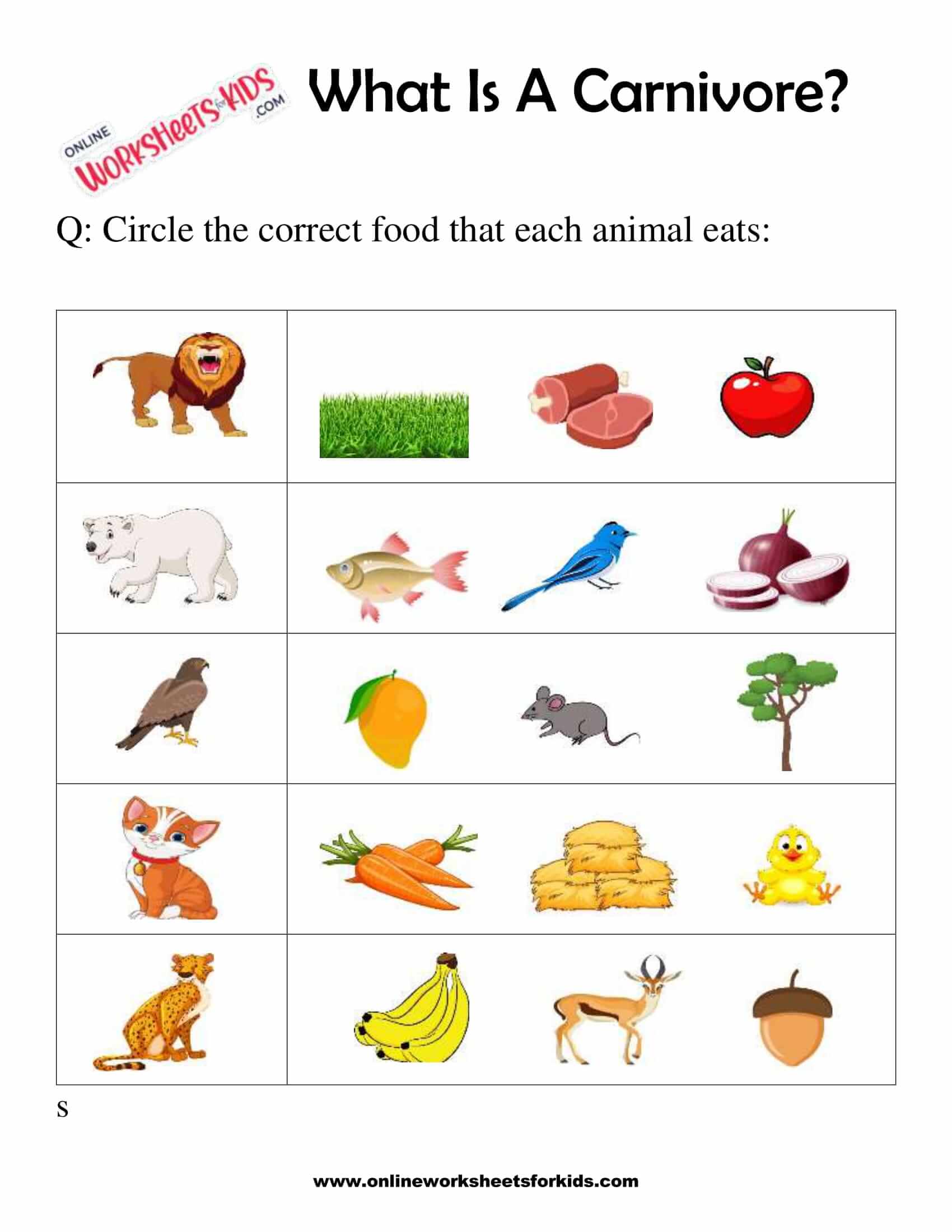 What Is A Carnivore Worksheets For 1st Grade 8 vrogue.co
