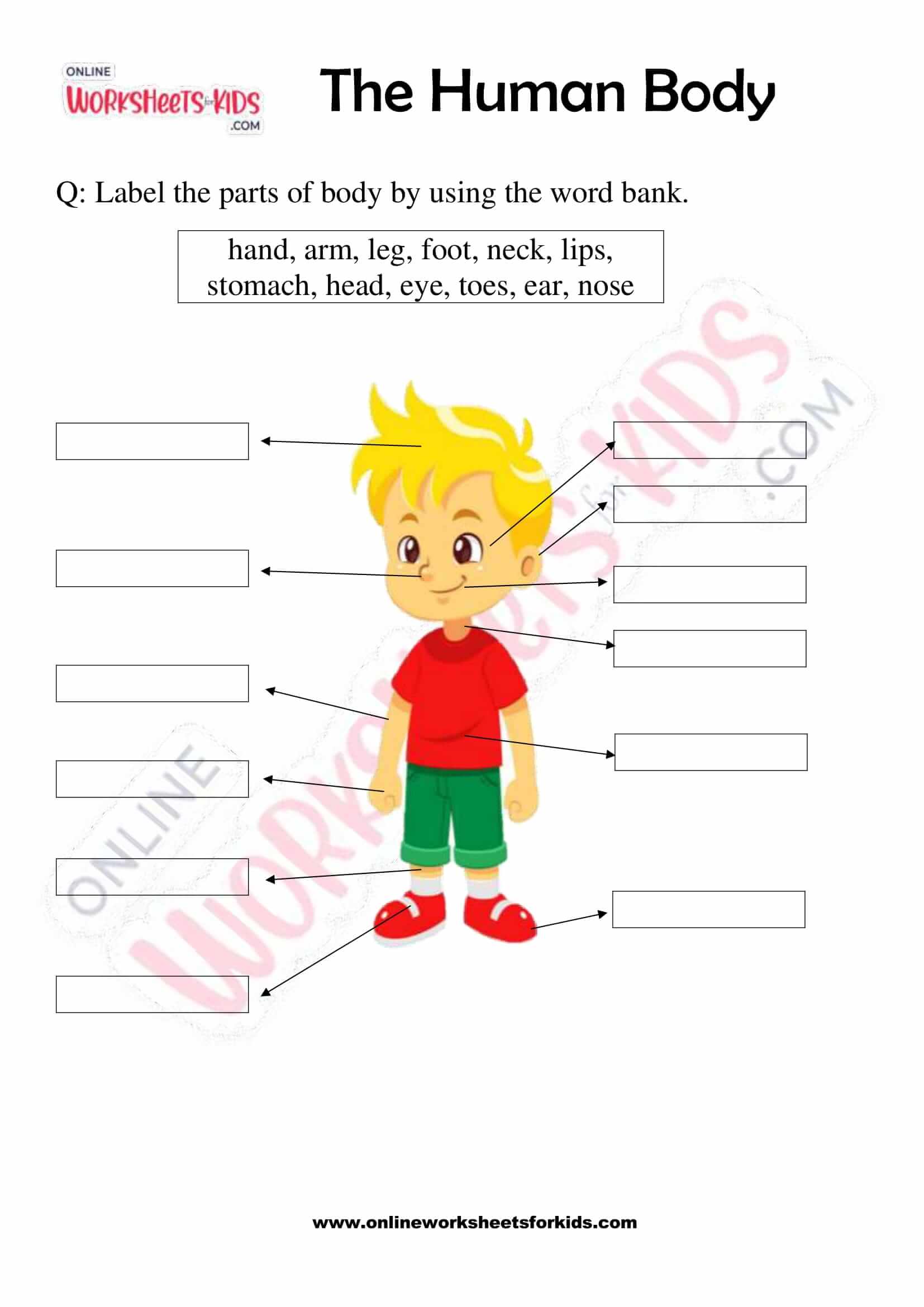 free printable the human body worksheets for grade 2