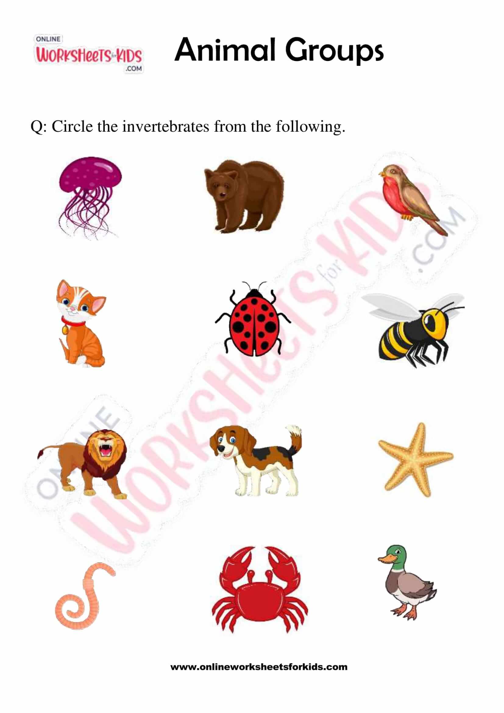 Animal Groups 08
