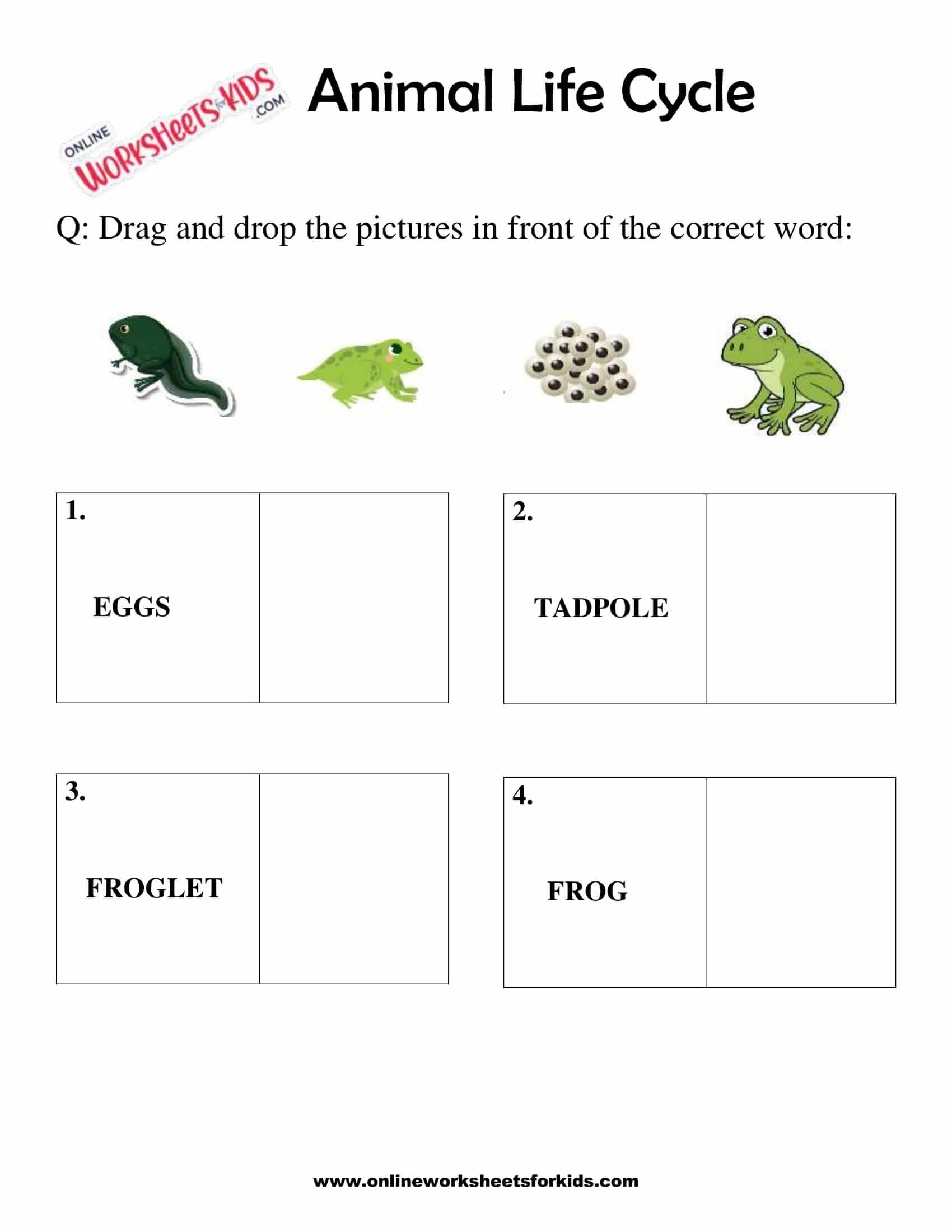 Free Animal Life Cycle Worksheets for Grade 1