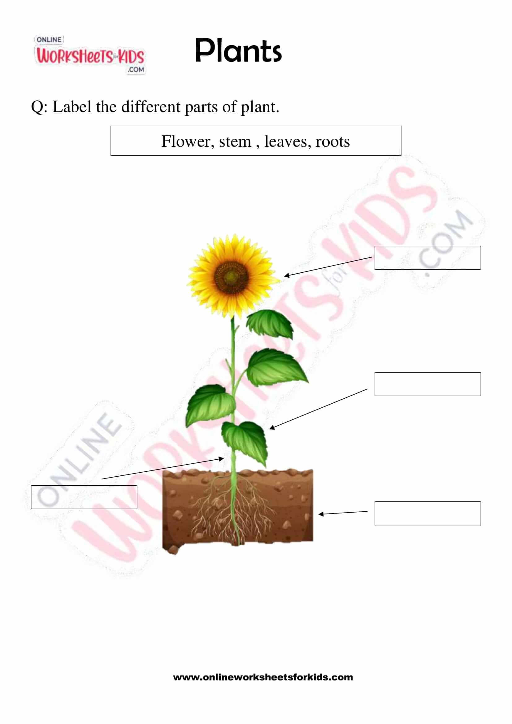 free printable plants worksheets for grade 2