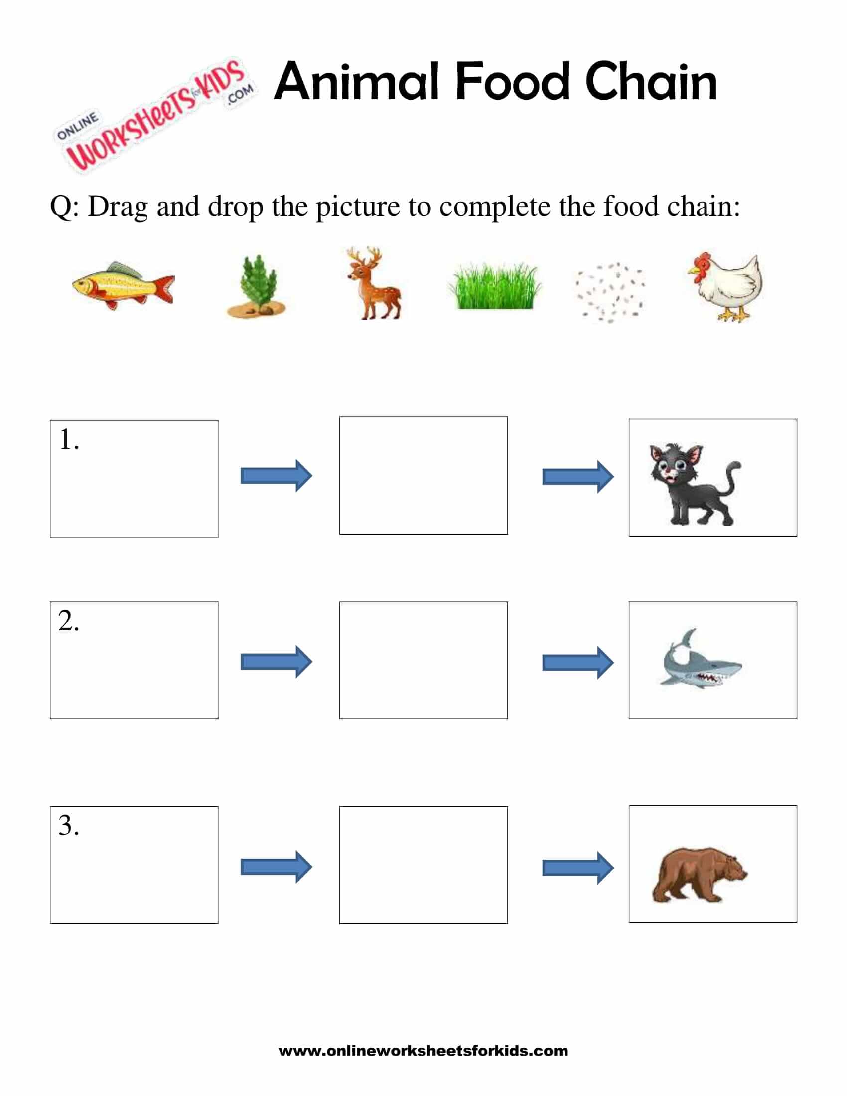 Animal Food Chain Worksheet For Grade 1-7