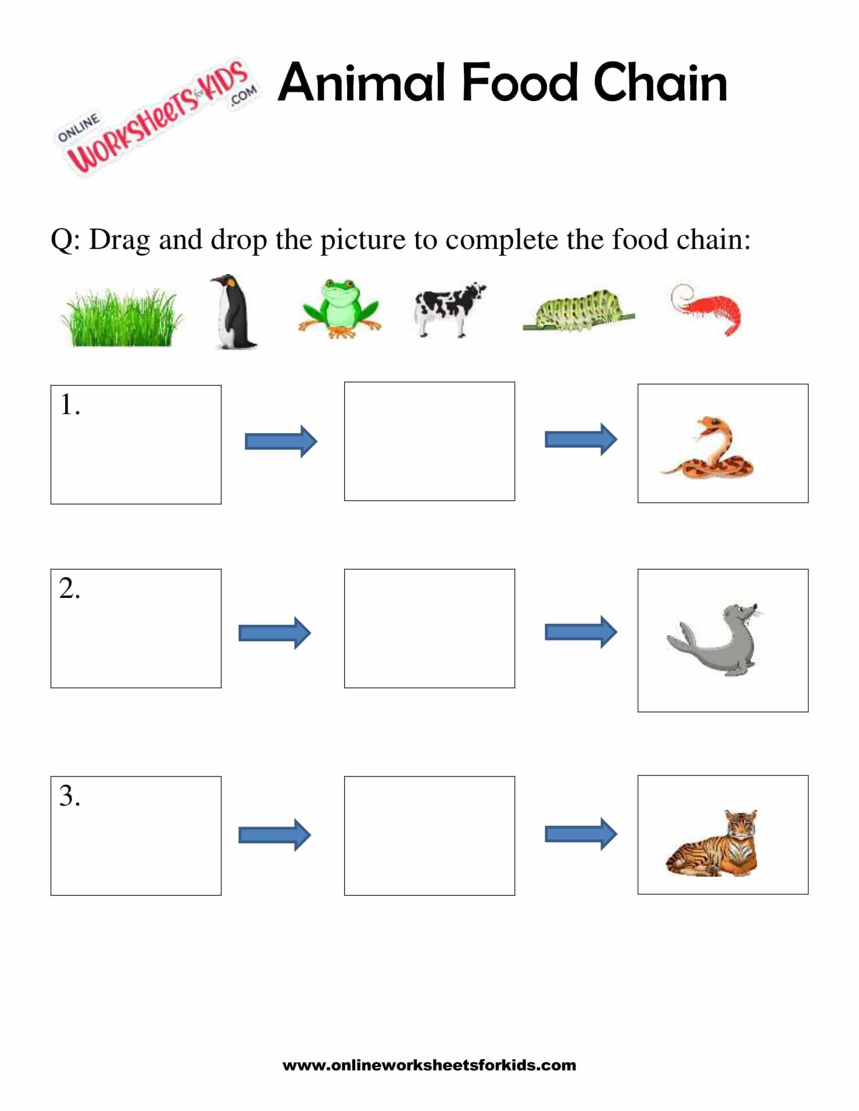 Animal Food Chain Worksheet For Grade 1-6