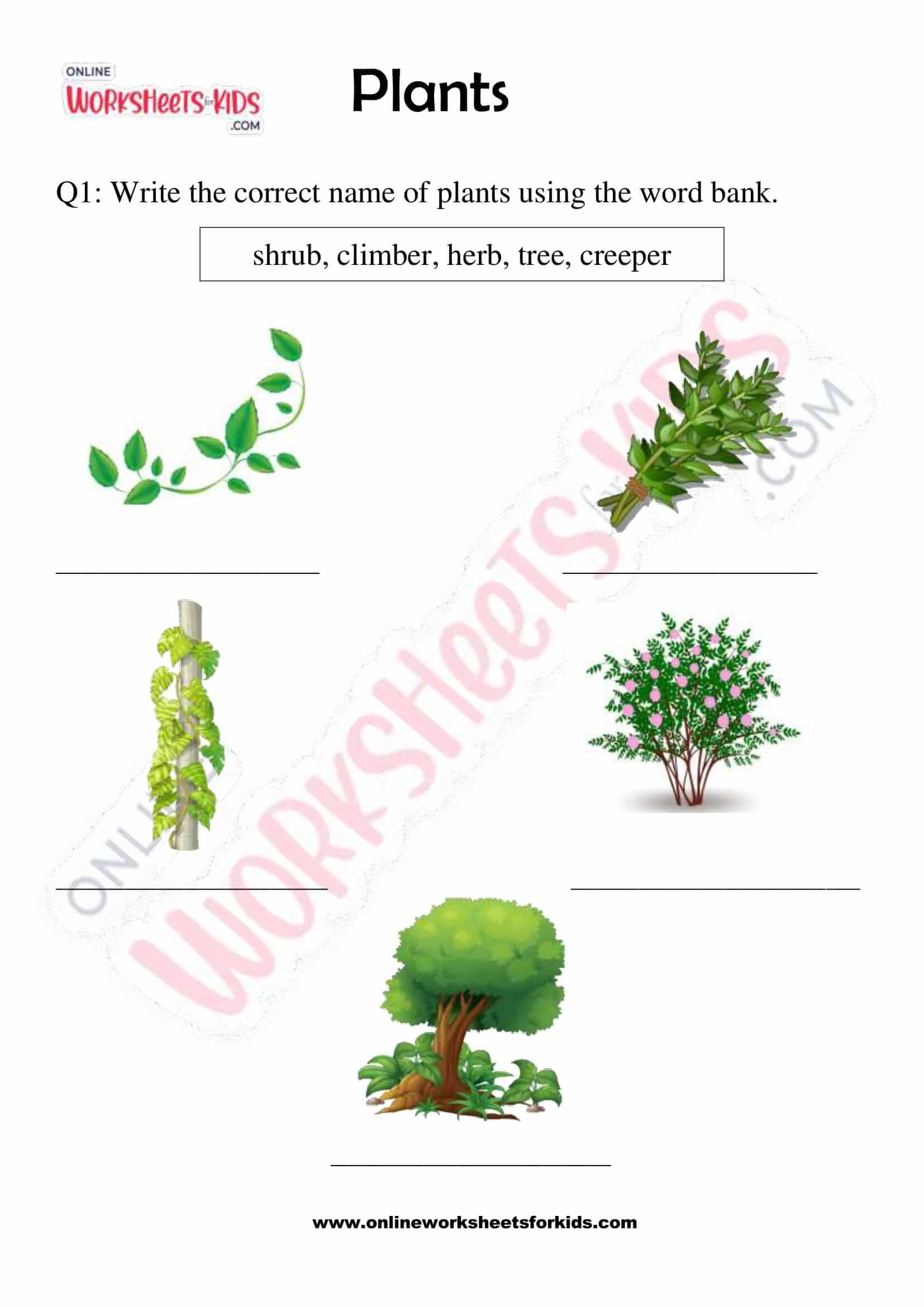 Free Printable Plants Worksheets For Grade 2