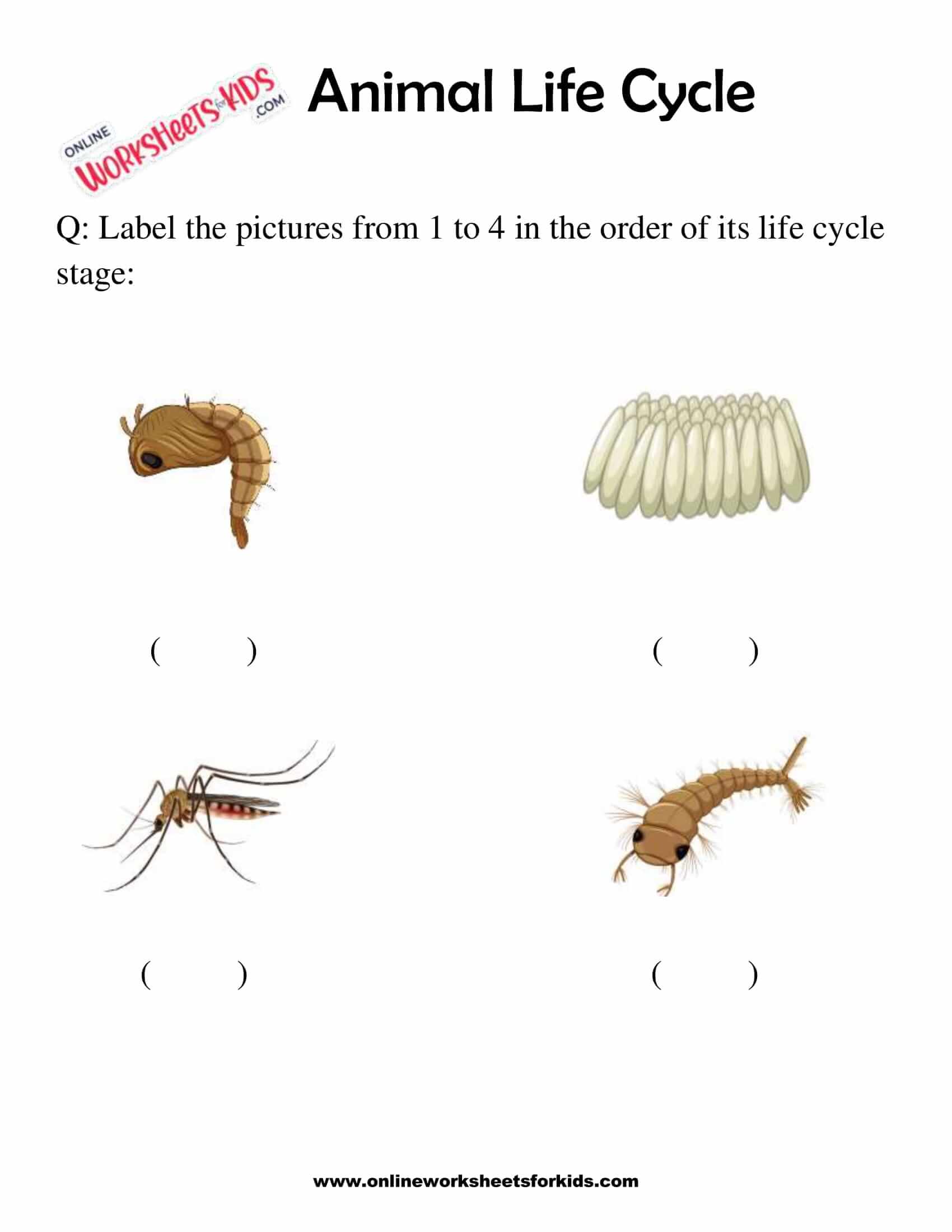 Free Animal Life Cycle Worksheets for Grade 1