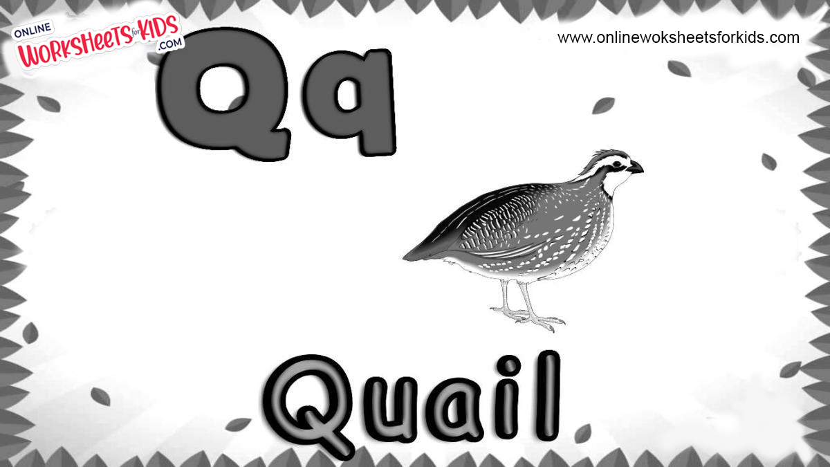 Animal That Starts With Q