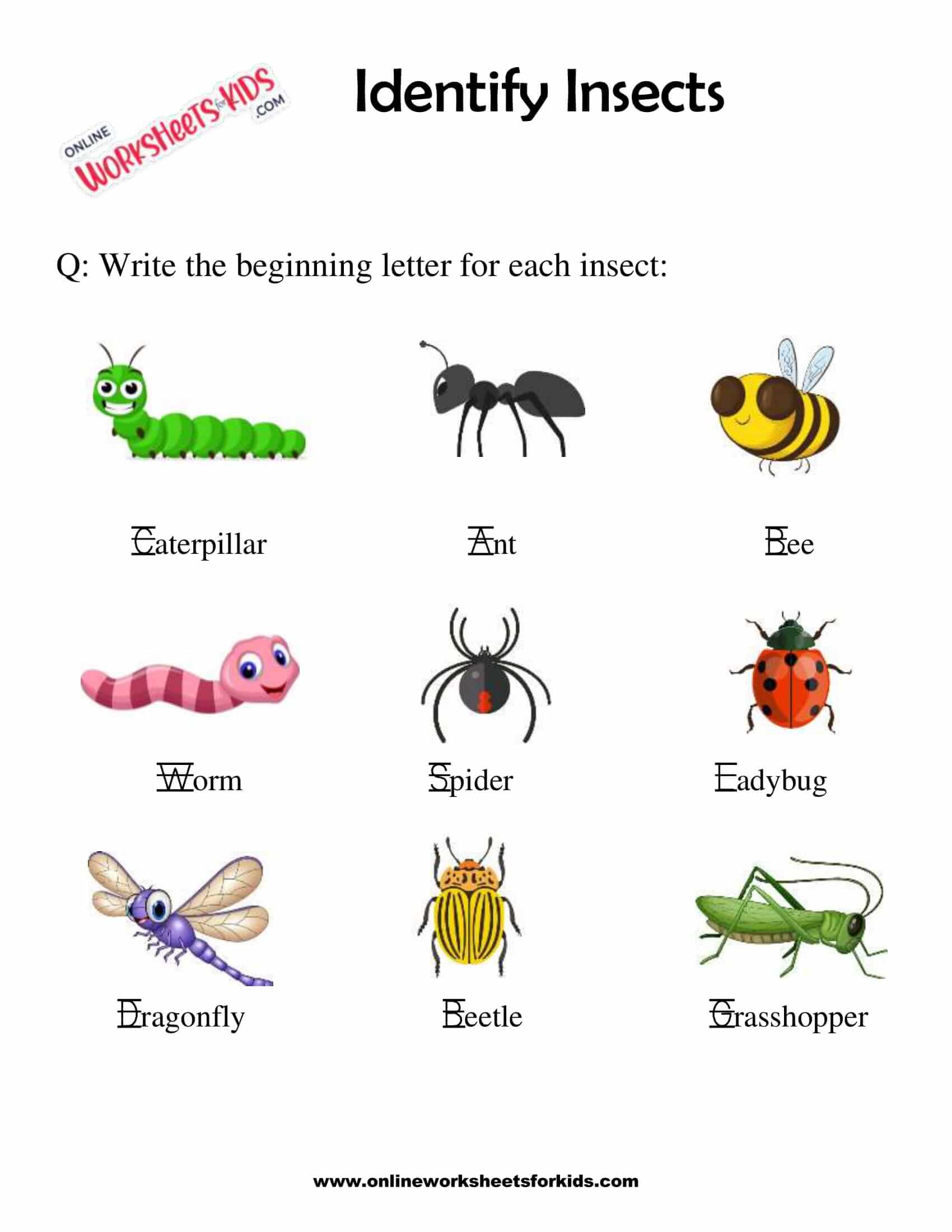download free printable insect worksheets preschool kids